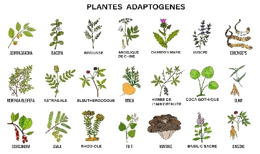 découvrez les bienfaits des végétaux pour votre santé et votre bien-être. apprenez comment intégrer les plantes, fruits et légumes dans votre alimentation pour profiter de leurs nombreuses vertus nutritionnelles et thérapeutiques.
