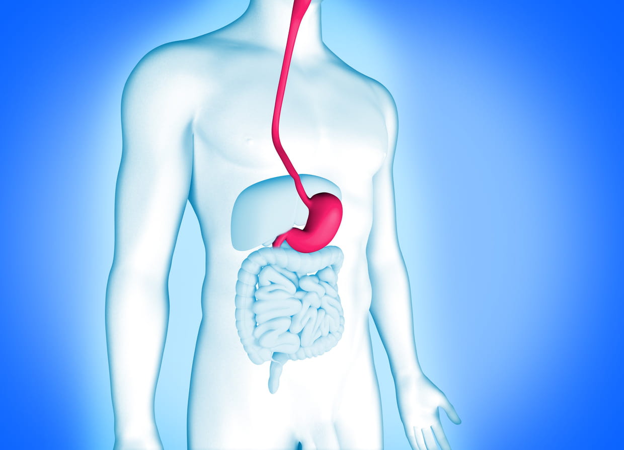 découvrez comment les digestifs peuvent favoriser une meilleure digestion. explorez les bienfaits des liqueurs et des infusions après un repas, et apprenez à choisir le digestif idéal pour accompagner vos plats.