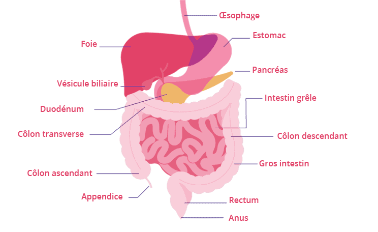 découvrez comment les digestifs peuvent améliorer votre digestion. explorez les différentes options, leurs bienfaits et comment les intégrer à vos repas pour favoriser un système digestif sain et équilibré.